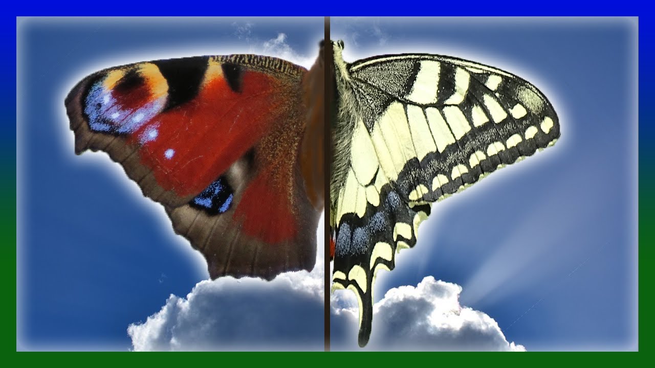 Schmetterlinge -- kleine Wunder der Natur