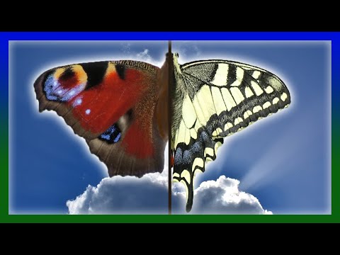 Video: Schlichter Schmetterling Eschsholzia