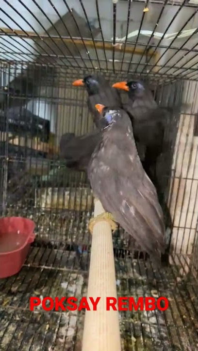 Mantab Mantul Bekasi Timur / Poksay rembo ombyokan