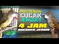 Gunakan cucak jenggot YANG EMOSI ini untuk  MASTERAN CUCAK JENGGOT 4 JAM NGEBREN JERNIH