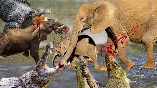 Mother Elephant Sacrifices Herself To Save Baby Across The River -  Crocodile Vs Elephant