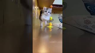 So Cutelittle Kitten healingkittenlittlekitten cutecat cat catvlog shorts funny meowmotion