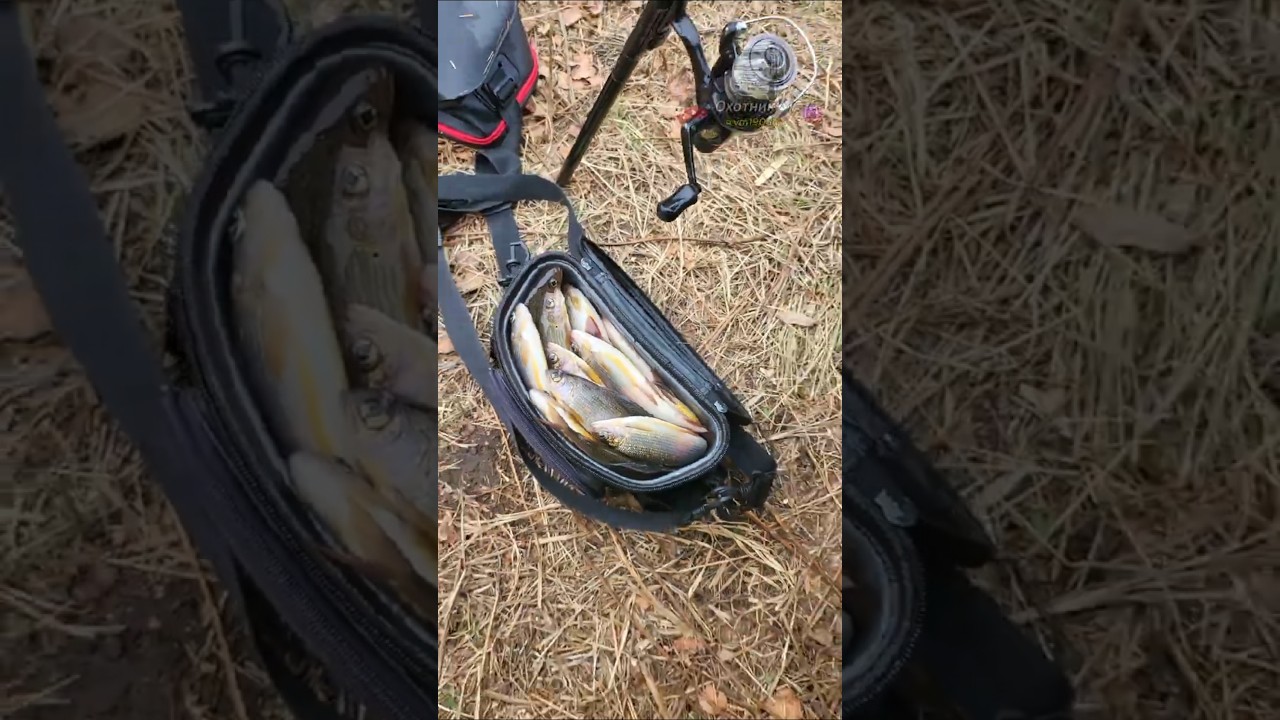 Хариус и таёжный борщ