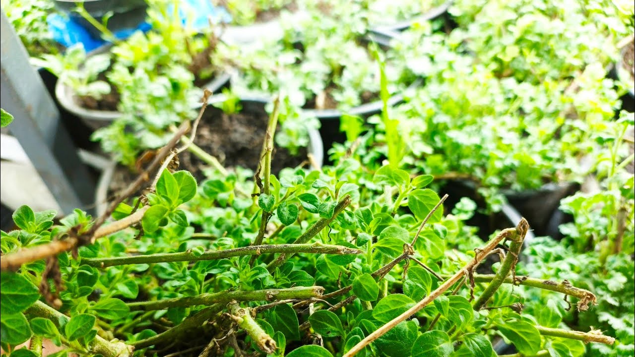 ВЕСТИ ИЗ ТЕПЛИЦЫ. МАТОЧНИКИ ПЕТУНИИ И ХРИЗАНТЕМЫ. ОБРАБОТКА ОТ БОЛЕЗНЕЙ.