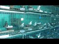 World Best Commercial Pigeon Farm || Interesting and Profitable Fancy Dove Farm Business