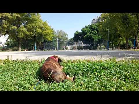 Video: Najbolje aktivnosti u okolini Altona, Illinois