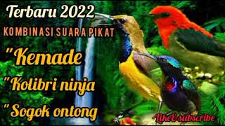 Suara kombinasi burung kemade, kolibri ninja, sogok ontong paling ampuh | paling dicari 100% ampuh