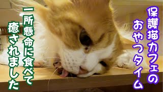 保護猫カフェのおやつタイム猫パンチや横取りする子がいて面白い保護猫カフェ猫の恵庭難波Snack time at a cat cafe is soothing