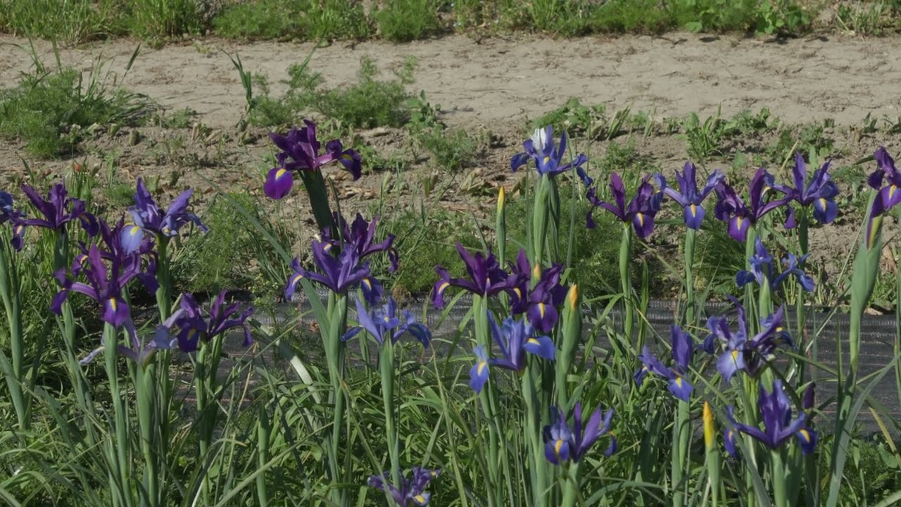 "Blue Sky:daniel&andreas waving freedom" aus Tage mit Daniel Schaub.4K für Softies.