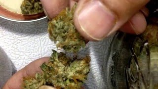 SFV OG Harvest and close ups