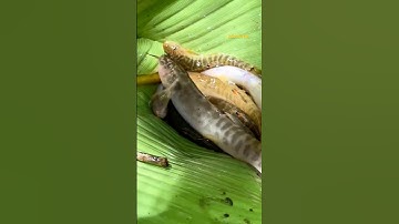 Cá Lớn - câu Cá Trạch bằng Sâu Tre cực nhạy 😱 #khacthuyvlogg