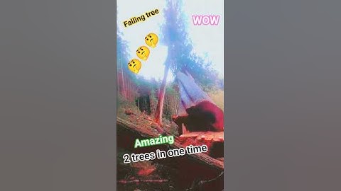 2 trees in one time falling #falltree #tree #wood #woodworking #tallesttree #shortsfeed #shorts