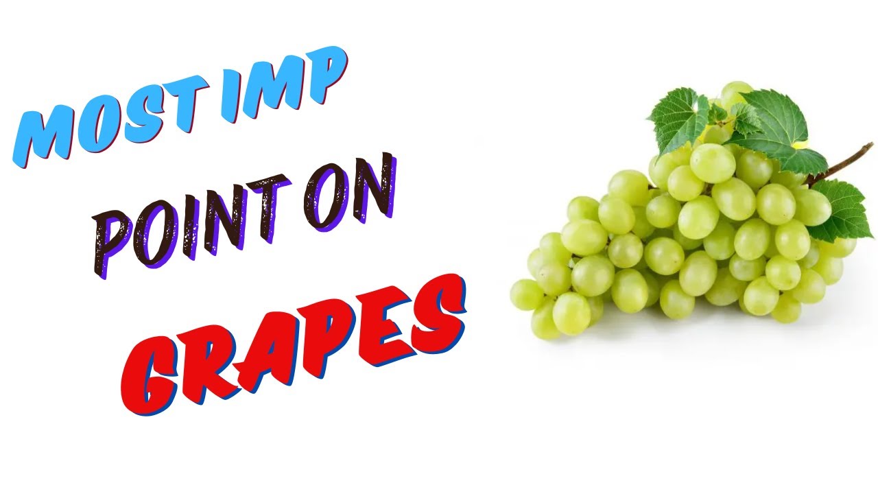 Most IMP Points on Grapes II Grapes for JRF Horticulture II Grape cultivation