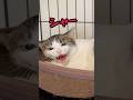 おやつで態度が変わる猫