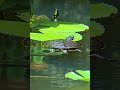 Turtle swimming gracefully in clear water, gentle ripples on the surface soft sunlight