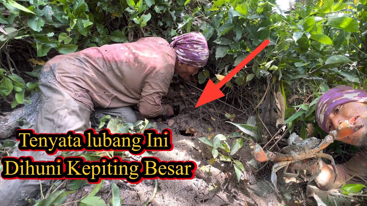 Rezeki Nomplok Berburu Kepiting Dalam Lubang Dapat Banyak Kepiting Besar 