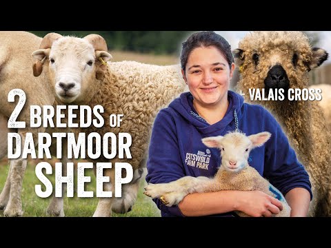2 Breeds of Dartmoor Sheep - Fridays with Fran - Ep27 (+ Valais Blacknose Cross Lambs)
