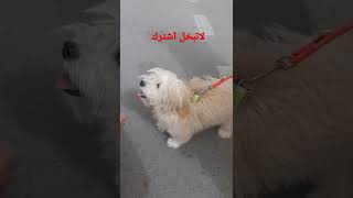 كلب زينه السعر بالمقطع سوق الغزل يوم الجمعه ٢٠٢٢/٥/٦