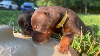 European Doberman Puppies First Time Eating Food by Von Hohenhalla Dobermans 667 views 10 months ago 3 minutes, 55 seconds