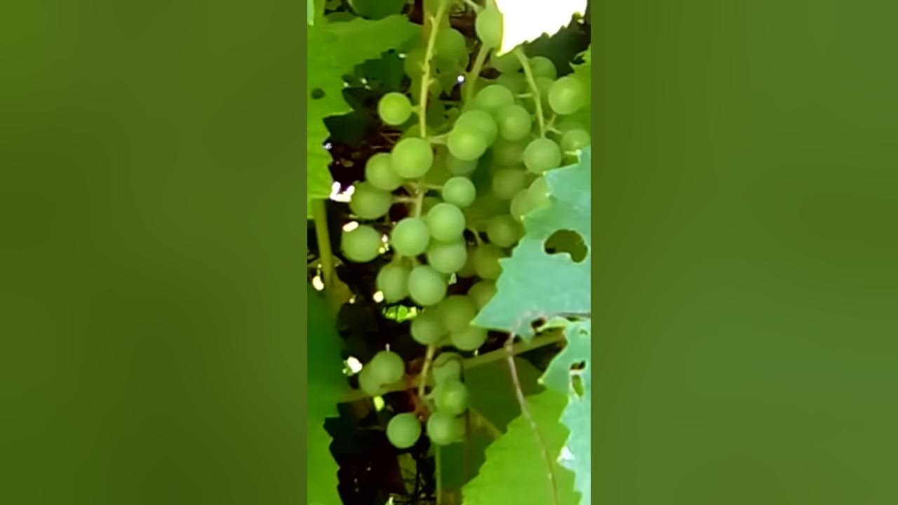 My Jamaican experience Backyard Grapes YouTube