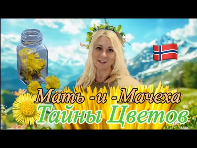Польза и Опасности Мать-и-Мачехи. Лекарственные растения Норвегии!
