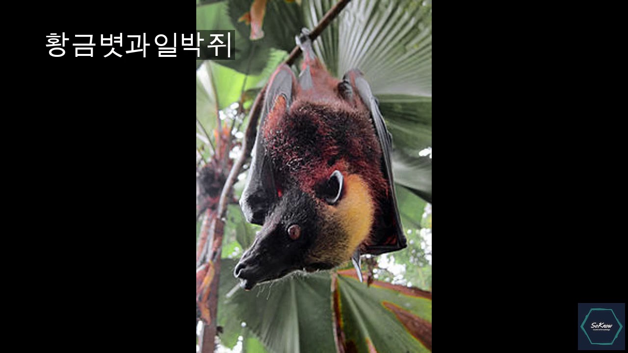 황금볏과일박쥐 : 누가, 어디서, 어디서? | SoKnow - YouTube