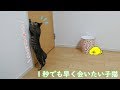 飼い主が帰ってきたのに自分にすぐに会いに来てくれず必死に鳴いて呼ぶ子猫