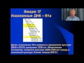 Клёсов А.А. Лекция 17: Ископаемые ДНК. ДНК-генеалогия и археология