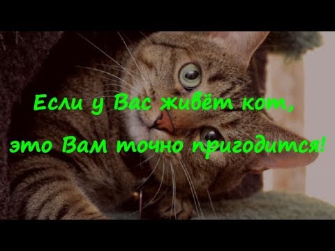 Вопрос: Что подумает кошка, если мяукать ей в ответ?