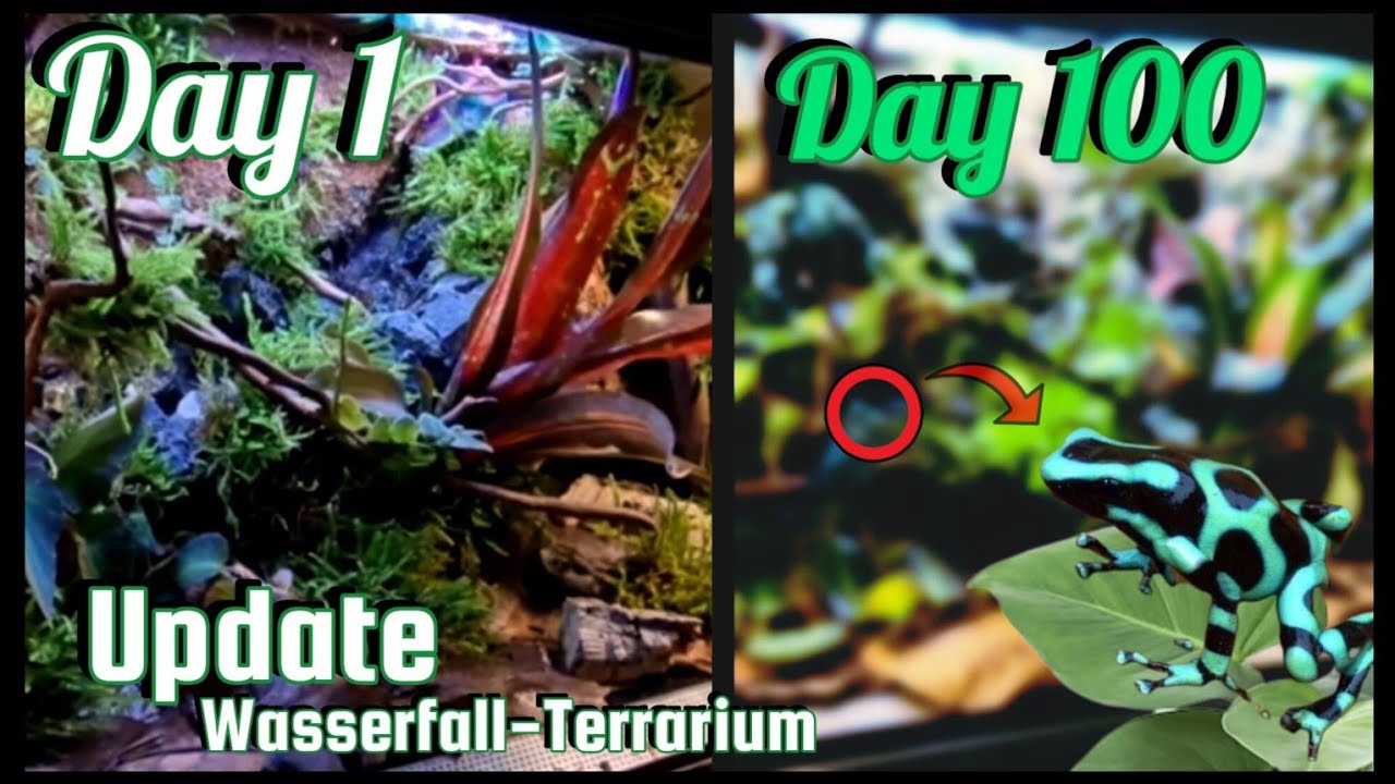 Entwicklung und Pflanzenwachstum nach 100 Tagen im Regenwaldterrarium