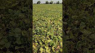 #moong virat 55 days##farming #irrigation# 55 दिन में पक्के तैयार