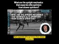 What seperates slower sprinters from elite sprinters?