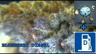 Blueberry Diesel: HHCC, by HEAVY HITTERS