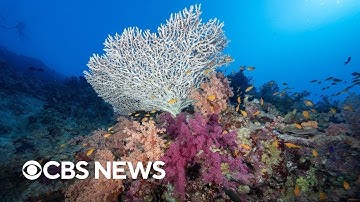 Coral reefs the first environmental system to pass climate "tipping point," report says