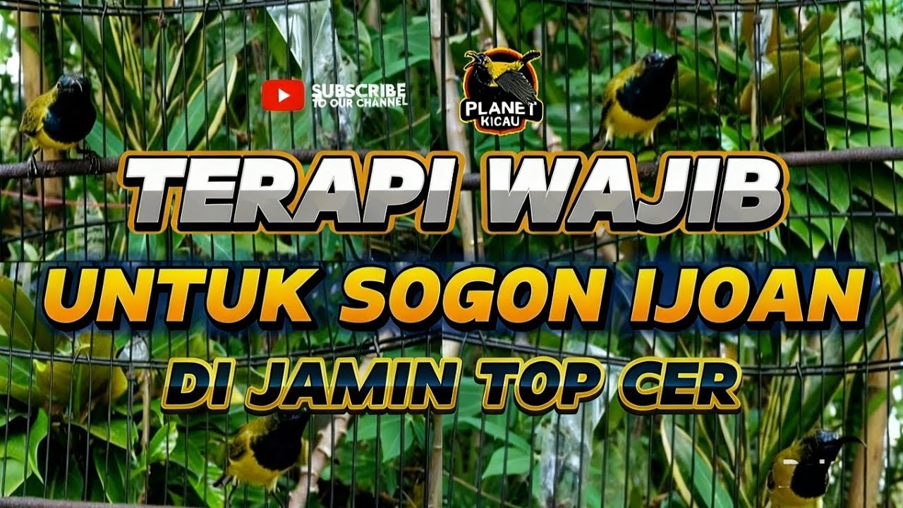 Di jamin top cer!! Terapi wajib sogon ijoan paling amouh yang pernah ada #terapisogon #sogongacordor