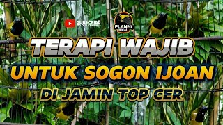 Di jamin top cer!! Terapi wajib sogon ijoan paling amouh yang pernah ada #terapisogon #sogongacordor