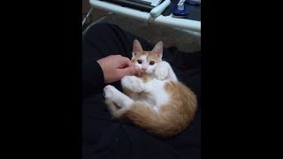 我が家のネコ(ニケ)の成長記録:43日目(生後144日)～The growth record of my cute cat, Nike day 43