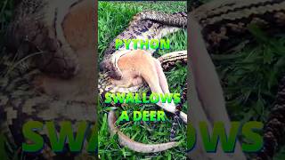 1 Python Vs a deer #tamil  #science