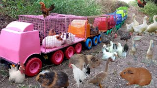 Truk Angkut Sapi Warna, Bebek, Marmut, Ayam Serama, Ayam Warna Warni