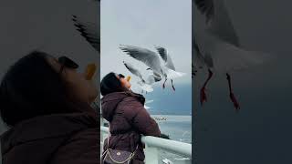 A Magical Moment with the Birds #naturelovers #birdfeeding #scenicview #traveldiaries #waterfrontvie