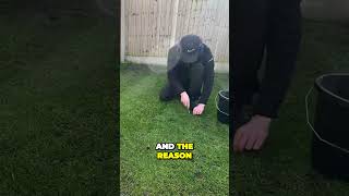 Celebrity Is it TOO LATE to OVER SEED? #lawn  #lawntips #grass #overseed Profile