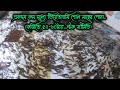 একদম কম মূল্যে ভিয়েতনামি শোল মাছের পোনা_কেজিতে ৫০-৬০টায়_স্টক সীমিত।শোল_মাছ_চাষ_পদ্ধতি।