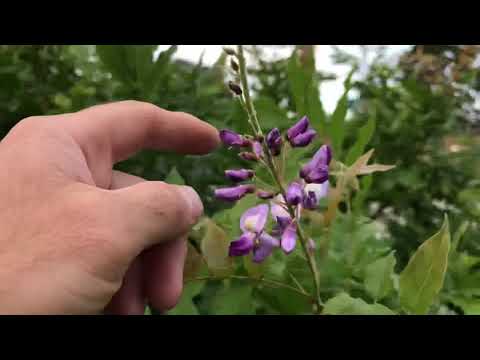 When should I remove Seed Pods from my Japanese Wisteria? hqdefault