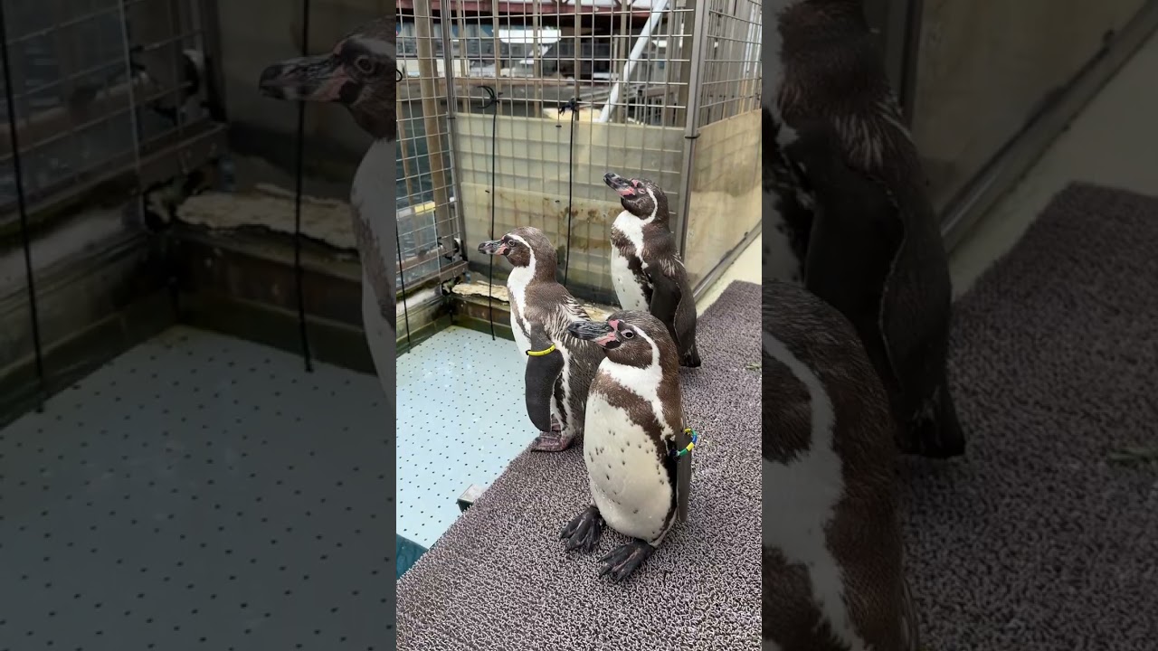 ペンギンの産卵 / Penguin Egg-Laying - YouTube