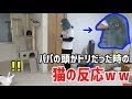 飼い主の顔がトリになったら猫達はパパだと気付けるのか試してみた【猫ドッキリ】