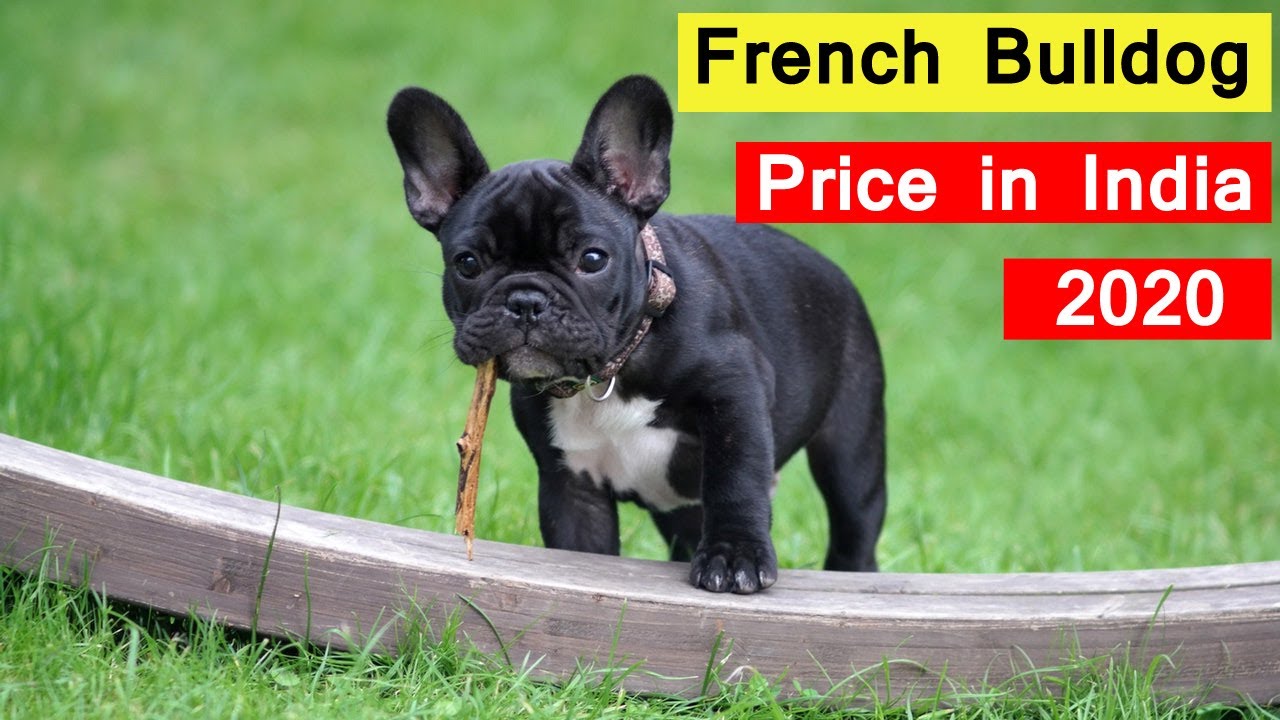 French Bulldog Price In India 2020 In Hindi Youtube