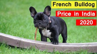 French Bulldog Price in India 2020 in Hindi