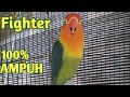 100%AMPUHHHH,,,masteran lovebird menaikkan emosi fighter seketika | pancingan lb ngekek