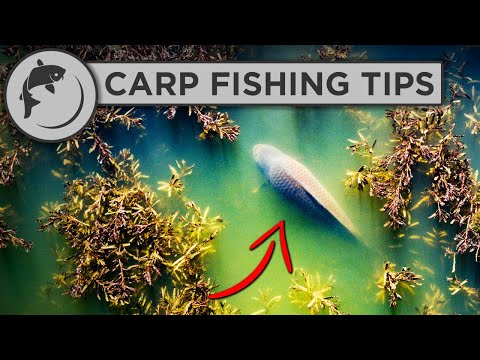 Video: How To Spring Carp