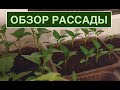 ОБЗОР РАССАДЫ // ГОТОВЛЮСЬ К ДАЧНОМУ СЕЗОНУ